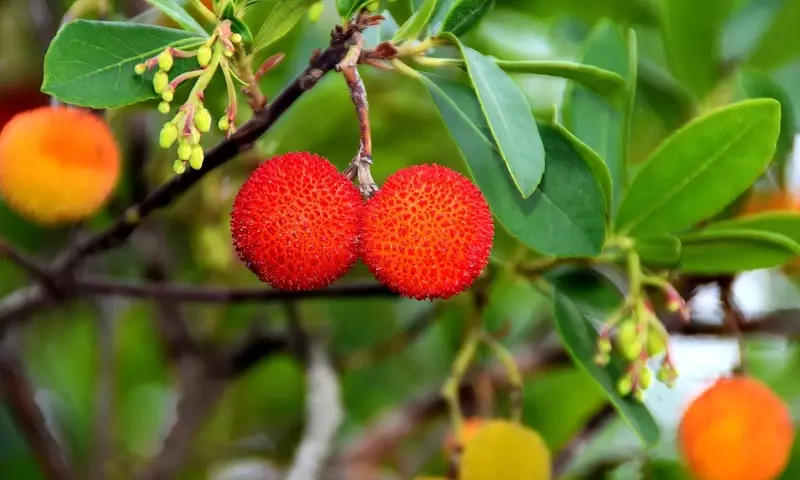 Guía Completa para el Cultivo y Cuidado del Madroño en tu Jardín