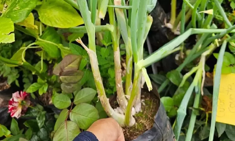 Cultivo de Cebollino en Macetas Pequeñas: Una Guía Esencial