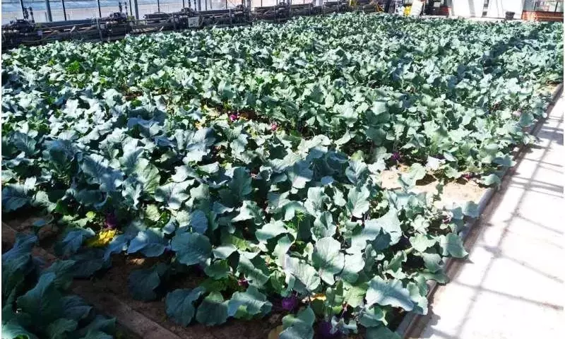 Fertilizantes Derivados de Excrementos Humanos Muestran Resultados Prometedores en el Cultivo de Colirrábanos