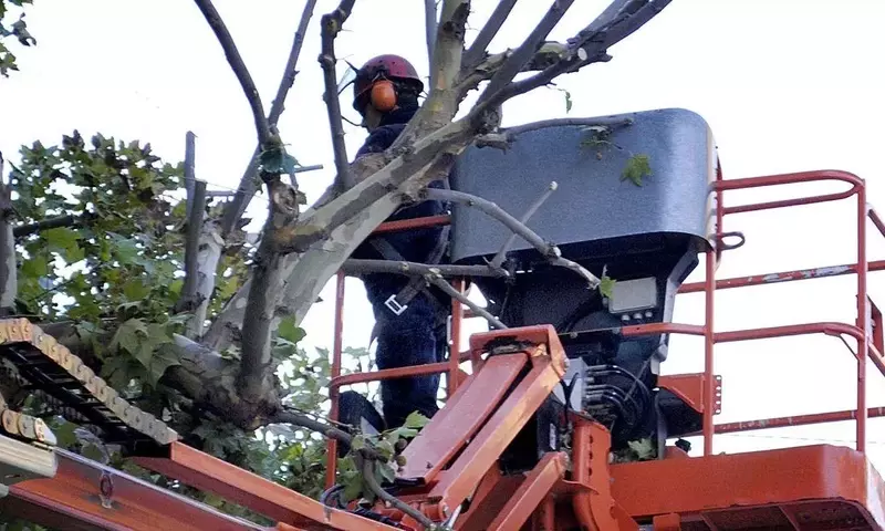 Gestión Intensiva del Arbolado Urbano en Córdoba