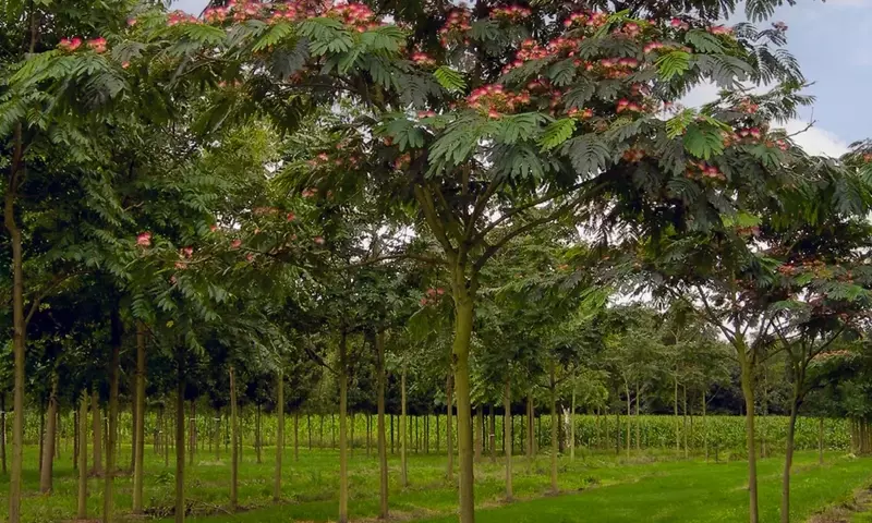 Descubriendo la Albizia Julibrissin: El Encanto del Árbol de la Seda