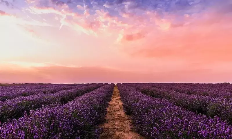 Brihuega se Viste de Púrpura: Un Festival de Lavanda que Encanta a Miles