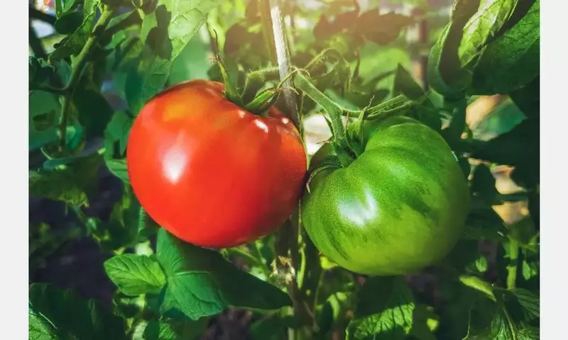 Nules Revive Variedad Histórica de Tomate Gracias a Seis Semillas Antiguas