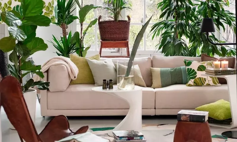 Plantas de Interior Resilientes: Guía para Principiantes y Viajeros