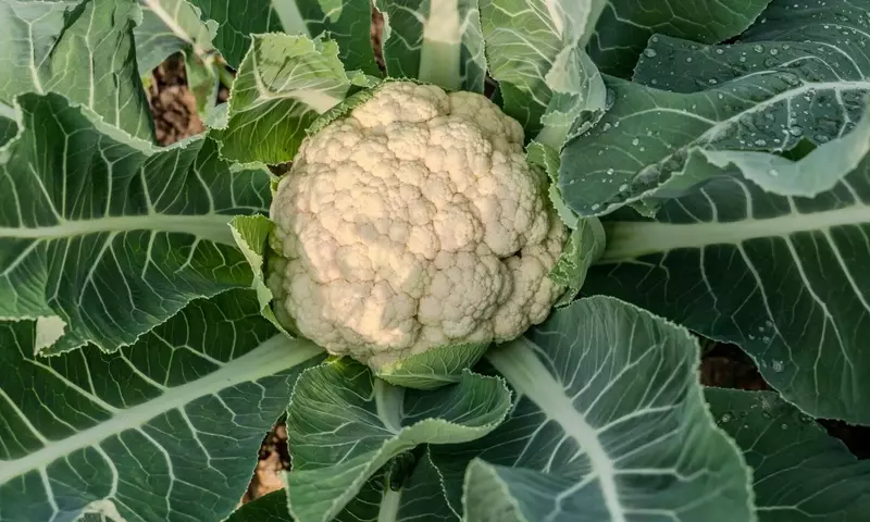 Impulso Exportador: MAPA y FEPEX Fortalecen Verduras Españolas en Mercados Globales