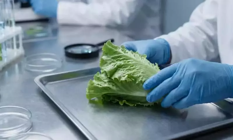 México investiga el posible vínculo de la lechuga con el brote de ciclosporiasis en EE. UU.