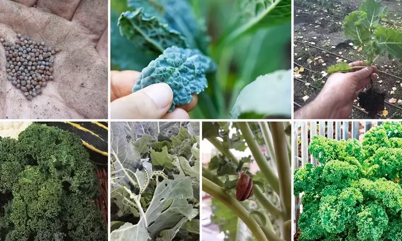 Guía Completa para el Cultivo de Col Rizada (Kale)