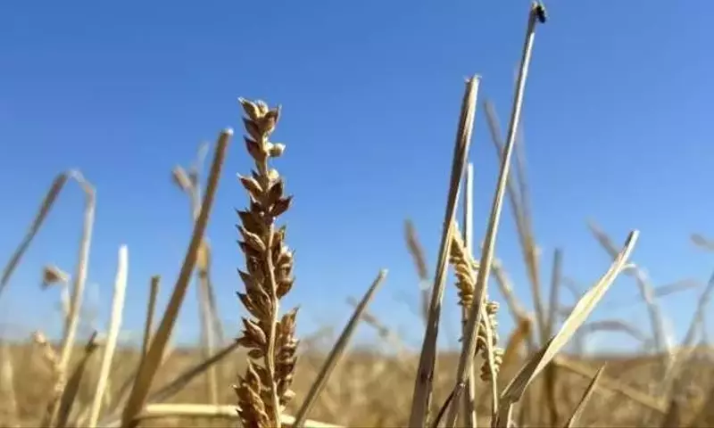 Mijo del País del Canal: Un Vistazo Profundo a la Genética y la Herencia Aborigen