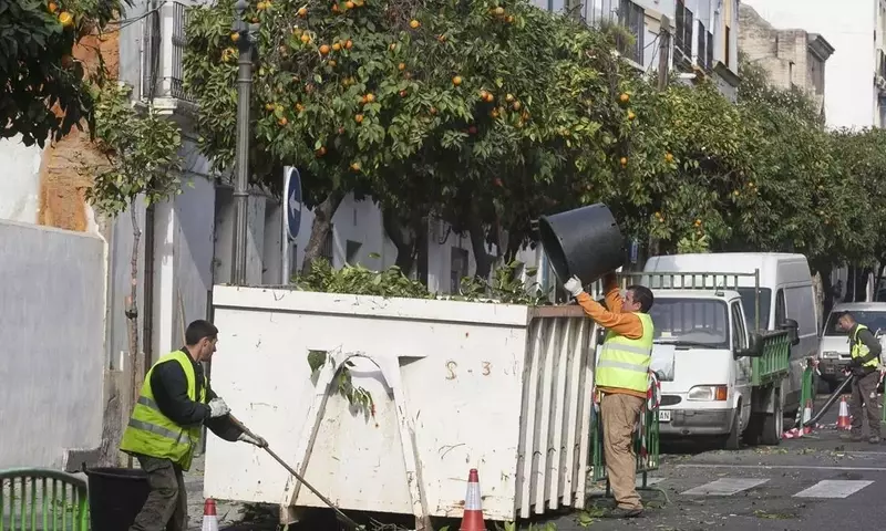 La Importancia Fundamental del Arbolado Urbano en España: Gestión y Desafíos Futuros