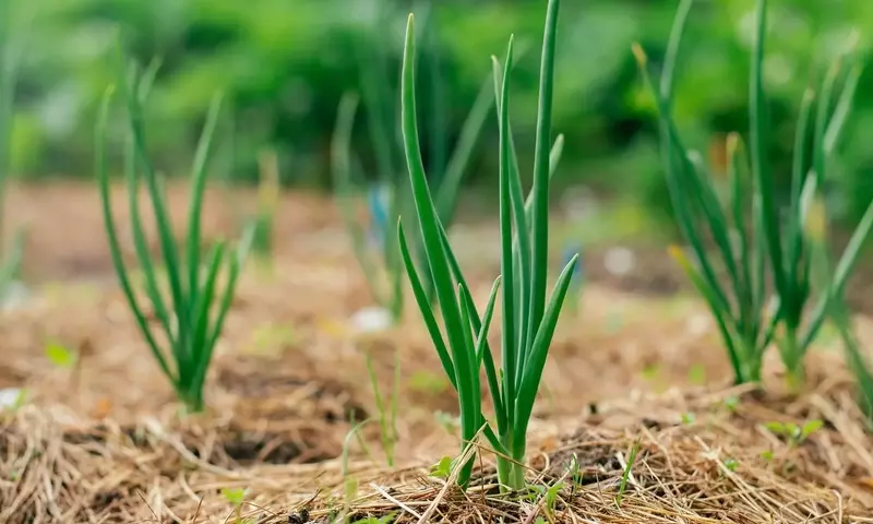Maximiza el Ahorro de Agua en tu Jardín con Técnicas de Acolchado