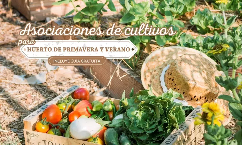 Estrategias Avanzadas de Cultivo Asociado para Jardines Urbanos