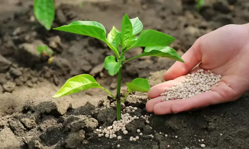 Ayudas para Fertilizantes: Plazos, Cuantías y Aceptación
