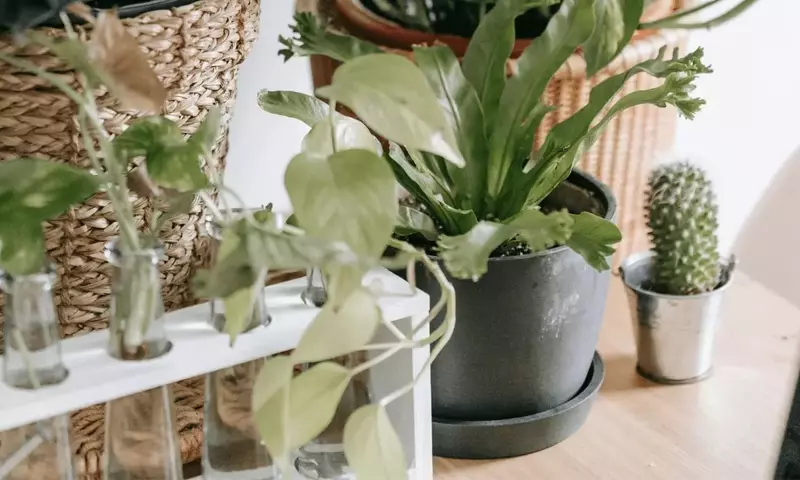 Diseño botánico: Cómo transformar tu hogar con plantas de diferentes alturas