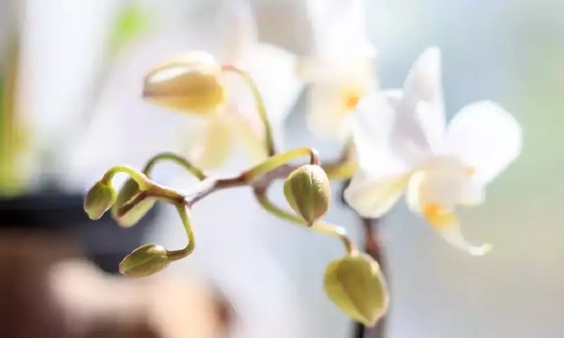 La Misteriosa Caída de los Capullos Florales y el Secreto de las Crisálidas
