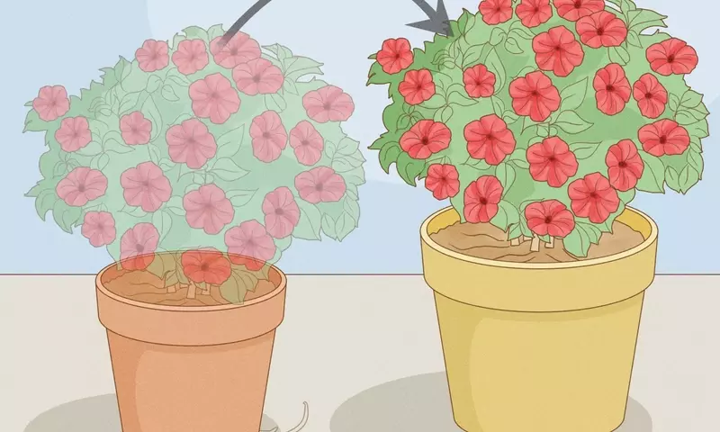 Guía Completa para el Cultivo Exuberante de Petunias durante Todo el Verano