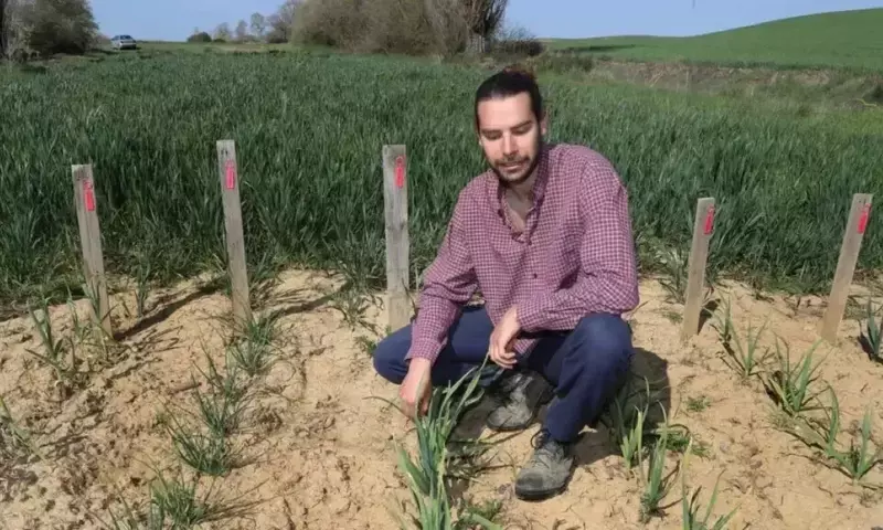 La Vital Conservación de Semillas Tradicionales en España: Un Tesoro Genético para el Futuro Agrícola