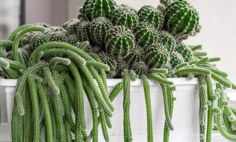 Guía completa para el trasplante de plantas: Cuándo y cómo renovar su hogar