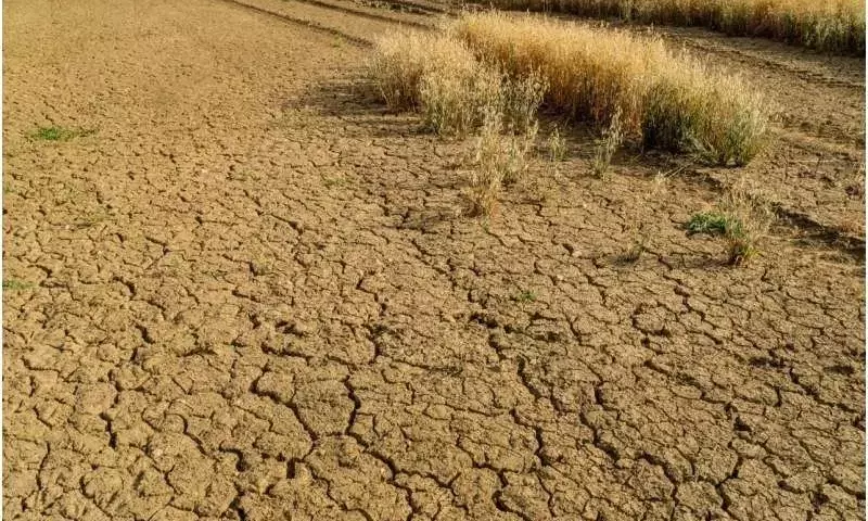 Microbios Salinos: La Clave para Proteger los Cultivos Agrícolas del Cambio Climático