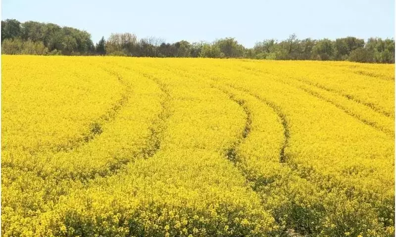 El cultivo de canola en Tennessee: una alternativa en crecimiento en el ámbito agrícola