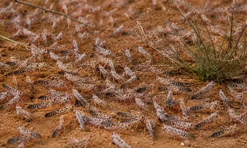 Marruecos Lidera la Lucha contra la Langosta del Desierto con Drones y Biopesticidas
