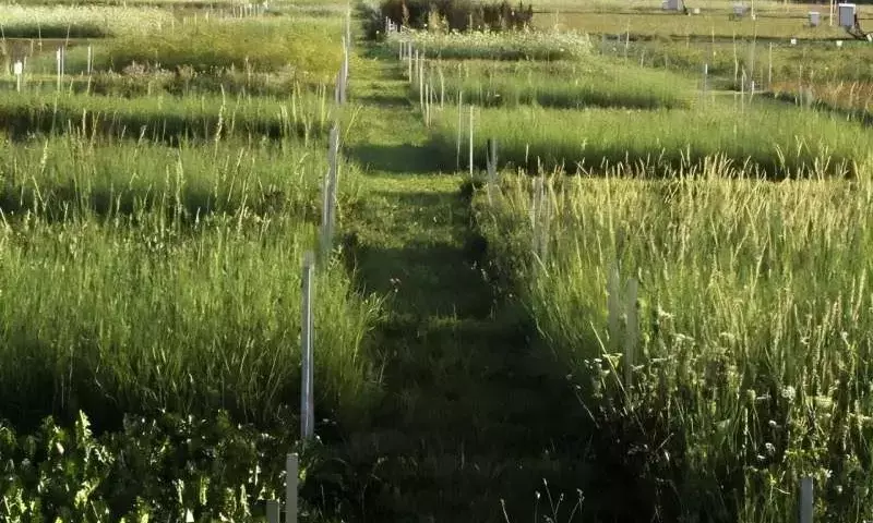 La biodiversidad vegetal impulsa el control natural de plagas