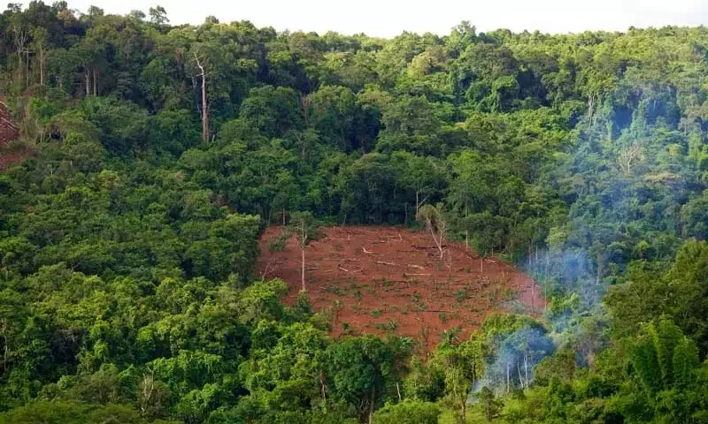Plataforma VISTA: Revelando la Deforestación Ilegal en la Amazonía Boliviana