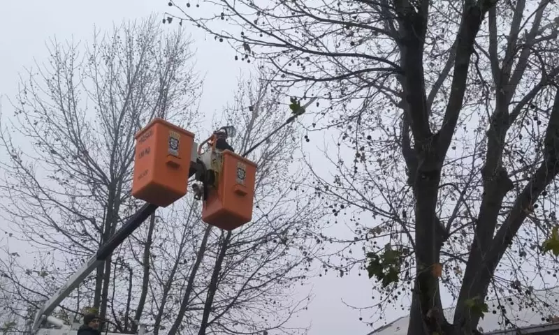 Poda invernal en ciudades argentinas: Beneficios y estrategias para el arbolado urbano