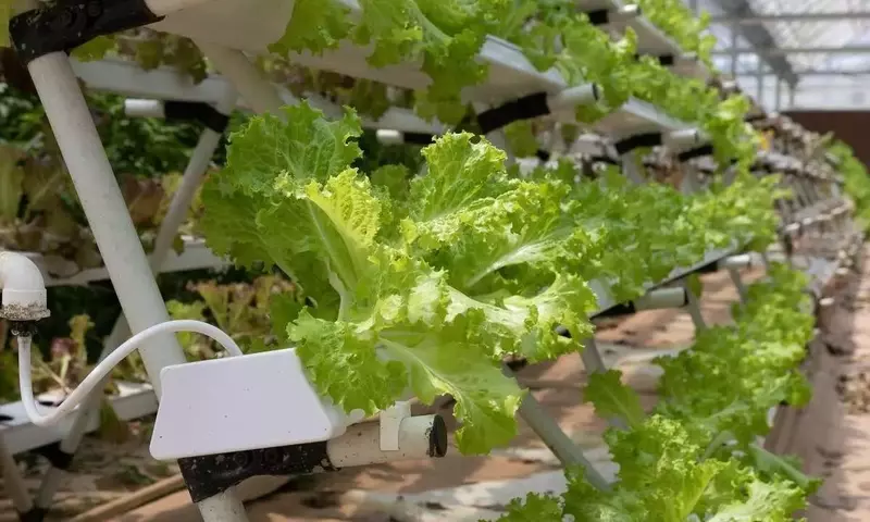 Invernaderos Hidropónicos: Optimizando el Cultivo y la Sostenibilidad