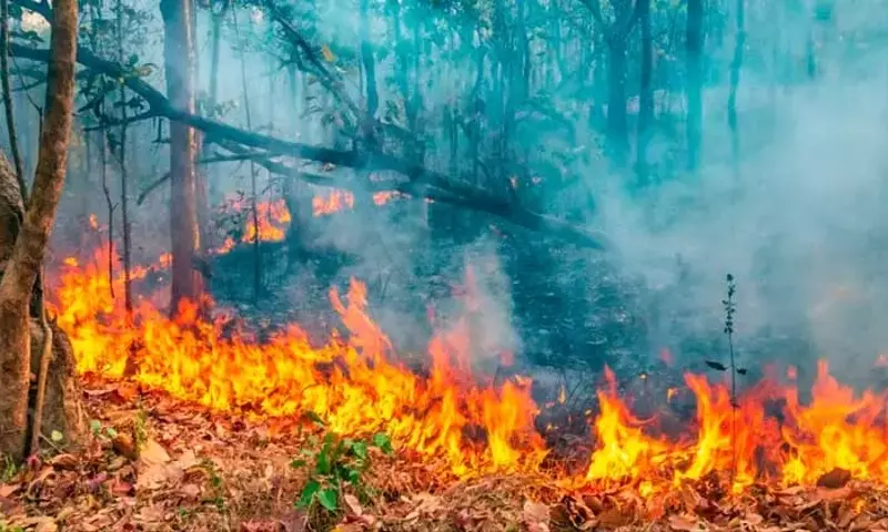Invertir en prevención de incendios forestales: una estrategia económica y ambiental