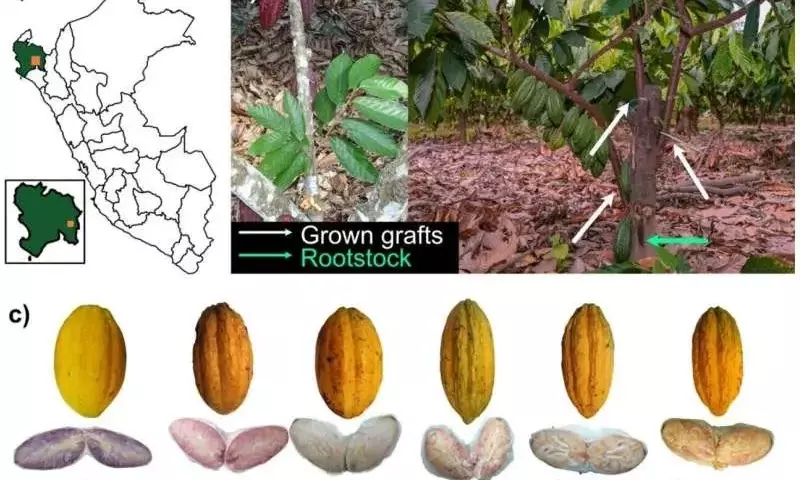 Cacao Blanco de Piura: Desafiando las Expectativas de Rendimiento con Manejo Agronómico Avanzado