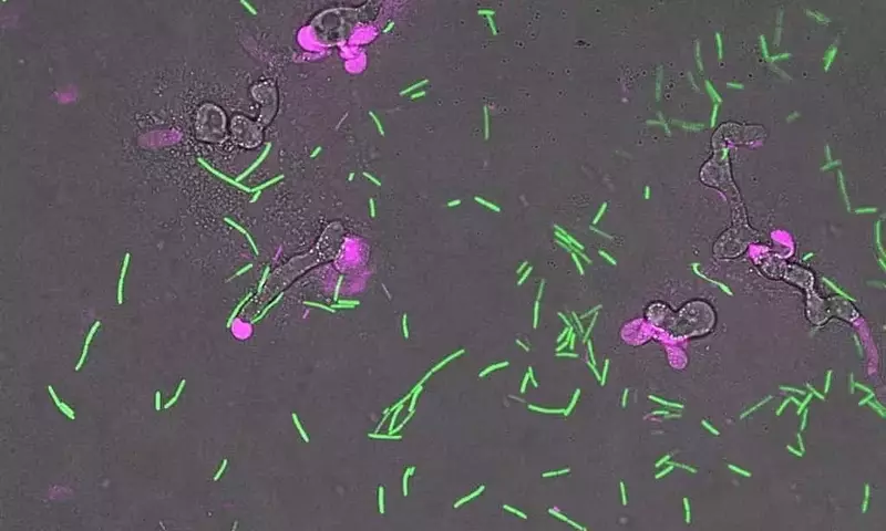 Bacterias beneficiosas combaten eficazmente las enfermedades del champiñón sin dañar el cultivo