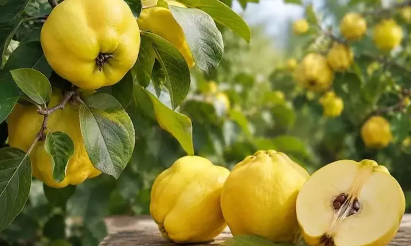 El Membrillero: Un Tesoro Ancestral de la Agricultura