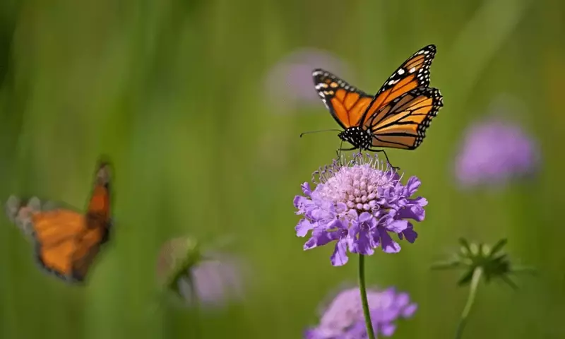 La Scabiosa: Un Imán Natural para Mariposas y Aliado de la Biodiversidad en tu Jardín