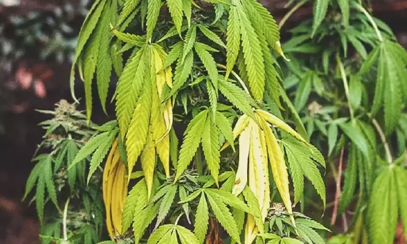 Descifra los Secretos de la Luz: Guía para el Bienestar de tus Plantas de Interior