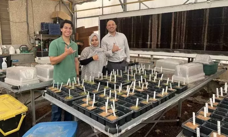 Innovación Foliar para Tomates en Suelos Salinos: Un Avance Prometedor