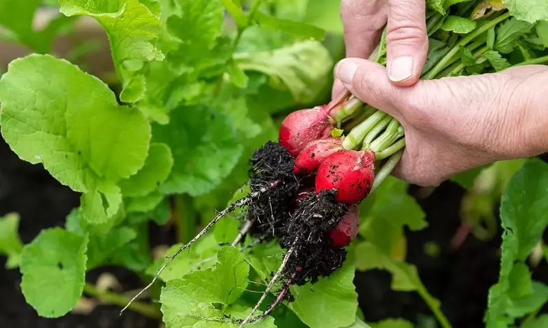 Secretos para un Jardín Radiante en Pleno Verano: Estrategias de Cuidado Esencial