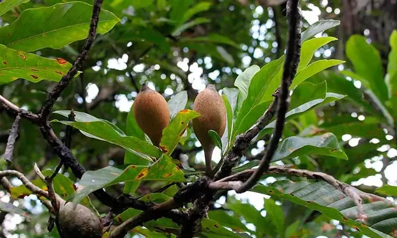El Secreto Azul de la Jagua: Innovación y Desafíos Bioculturales en la Industria Alimentaria