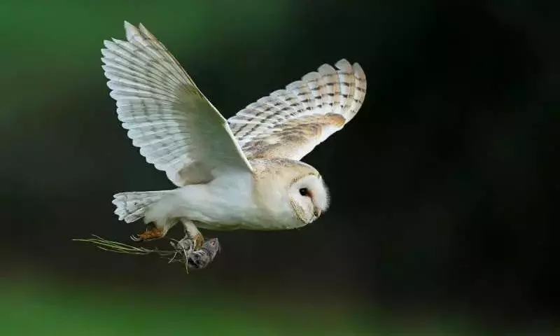 Búhos: Aliados en el Control Natural de Roedores en Viñedos Californianos
