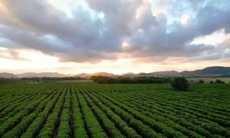 Revolución en el Café Brasileño: Drones y Riego Inteligente Impulsan la Sostenibilidad