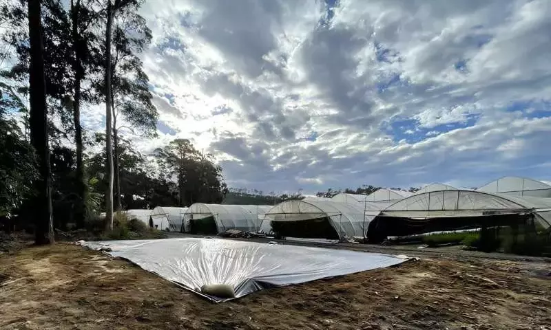 Australia Lidera en Reducción de Nitratos con Biorreactores de Astillas de Madera