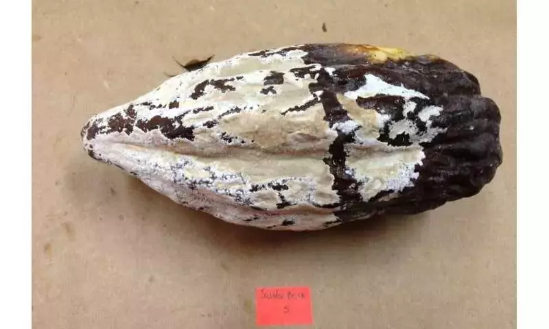 Innovación Ecuatoriana: Una Emulsión Natural Revoluciona el Control de la Moniliasis del Cacao