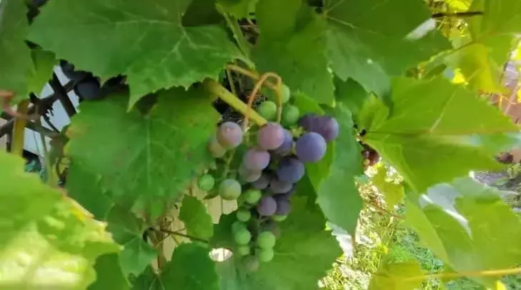 Investigan la "memoria" de la sequía en la vid Malbec en Argentina