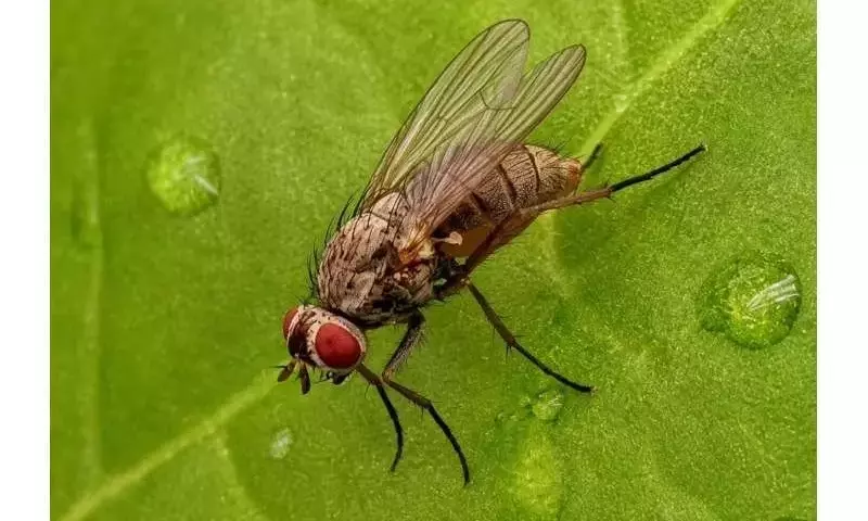Impacto de la Sequía en la Remolacha Azucarera y la Plaga Minadora en Alemania