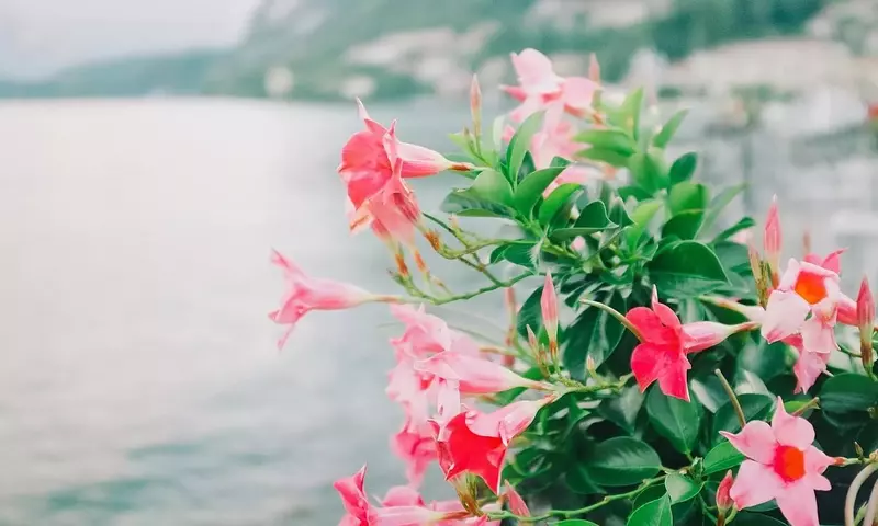 Secretos para el florecimiento ininterrumpido de la Dipladenia en verano