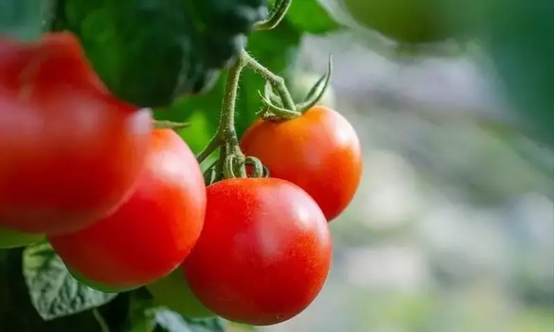 Innovación en Cultivo: Cosecha de Tomate Aumenta un 12.3% con Micro-niebla en Invernaderos Chinos