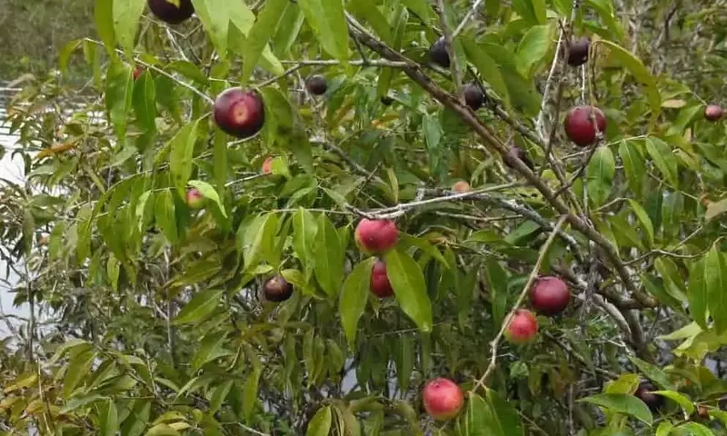 Polinización Amazónica: El Rol Crucial de las Abejas Nativas en la Producción de Camu-Camu