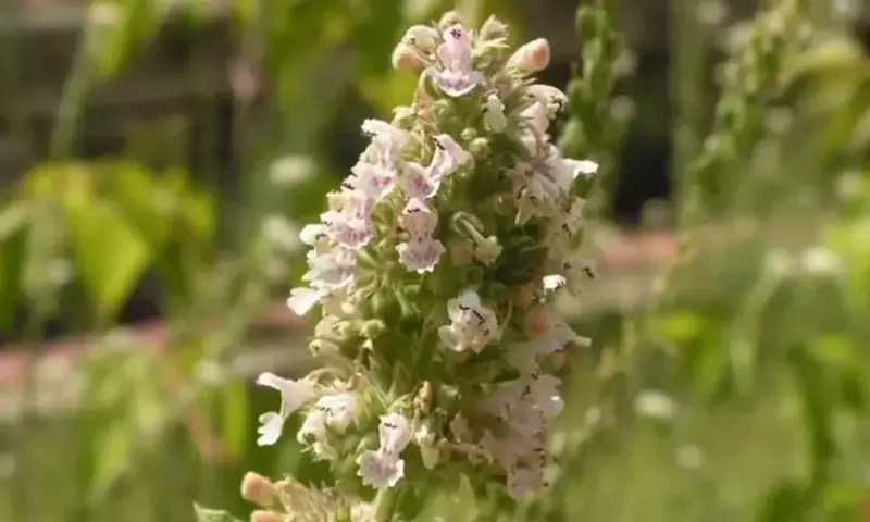 La Hierba Gatera: Un Aliado Natural Contra los Mosquitos