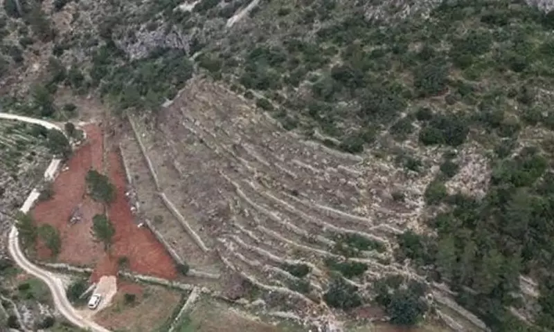 El Renacimiento del Algarrobo en España: Un Cultivo con Futuro Sostenible