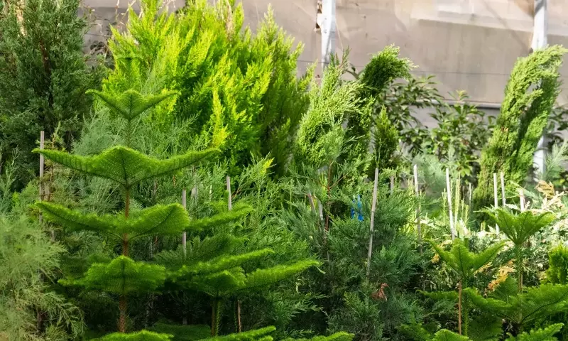 Jardines Costeros Resilientes: Selección Estratégica de Plantas