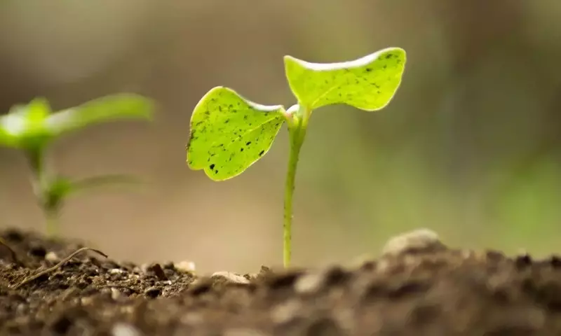 Hidroponía: Innovación Agrícola Hacia un Futuro Sostenible
